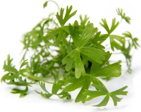 Dennerle Wasserpflanze In-Vitro R20 Ranunculus Inundatus