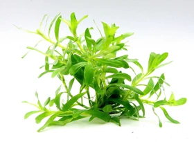 Dennerle Wasserpflanze In-Vitro H10 Heteranthera Zosterifolia