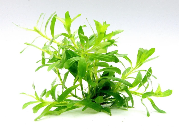 Dennerle Wasserpflanze In-Vitro H10 Heteranthera Zosterifolia