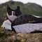 adidas Terrex Free Hiker 2.0 GTX preloved fig/silver dawn/aurora black (Damen) Vorschaubild