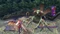 Final Fantasy X/X-2 HD Remaster (Switch) Vorschaubild