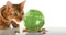 PetSafe SlimCat, 130ml, grün Vorschaubild