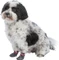 Trixie Hundesocken XXS-XS, 2 Stück Vorschaubild