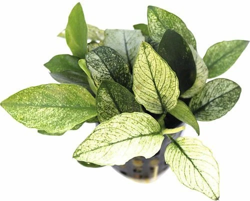 Dennerle Geschecktes Zwergspeerblatt - Anubias barteri var. nana 'Pinto' Dennerle