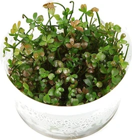 Tropica Wasserpflanze In-Vitro 1-2-Grow! Marsilea Hirsuta