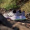 adidas Terrex Soulstride Rain.RDY preloved fig/crystal jade/aurora black (Damen) Vorschaubild