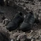 adidas Terrex Eastrail 3 core black/carbon/grey four (Herren) Vorschaubild
