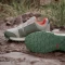 adidas Terrex Agravic BOA wonder beige/olive strata/semi impact orange (Junior) Vorschaubild