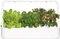 Click & Grow Smart Garden 9 Indoor Pflanzkasten Vorschaubild