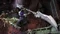 DarkSiders Complete Collection (Download) (PC) Vorschaubild