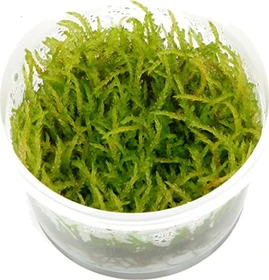 Tropica Wasserpflanze In-Vitro 1-2-Grow! Vesicularia Ferriei Weeping