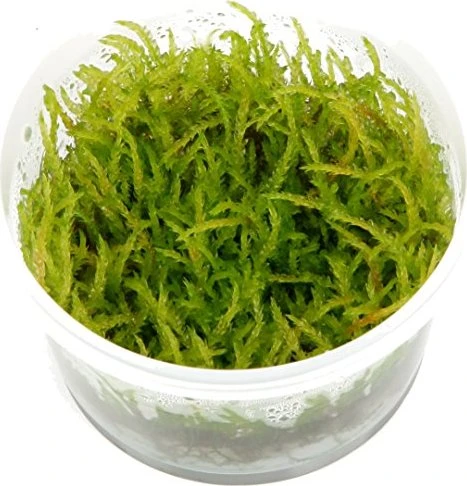 Tropica Wasserpflanze In-Vitro 1-2-Grow! Vesicularia Ferriei Weeping