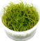 Tropica Wasserpflanze In-Vitro 1-2-Grow! Vesicularia Ferriei Weeping Vorschaubild