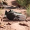 adidas Terrex Agravic Flow 2.0 GTX olive strata/wonder silver/green spark (Herren) Vorschaubild