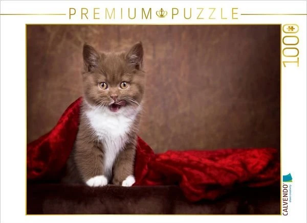 Calvendo Ein Motiv aus dem Kalender Kittens - Britisch Kurzhaar Katzenkinder