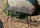 Garden Pleasure Lorin Gartenbank (950391)