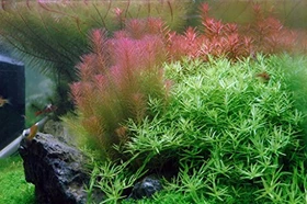 Tropica Wasserpflanze In-Vitro 1-2-Grow! Rotala Wallichii