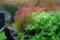 Tropica Wasserpflanze In-Vitro 1-2-Grow! Rotala Wallichii Vorschaubild