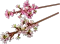 LEGO Botanicals - Kirschblüten Vorschaubild