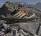 adidas Terrex Skychaser GTX carbon/off white/pure tangerine (Herren) Vorschaubild