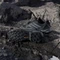adidas Terrex Skychaser GTX core black/grey three/grey six (Damen) Vorschaubild