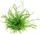 Dennerle Brasilianische Graspflanze - Lilaeopsis brasiliensis getopft