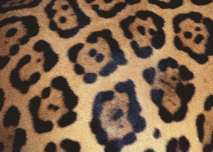 Ravensburger Puzzle Challenge Animal Print