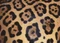 Ravensburger Puzzle Challenge Animal Print Vorschaubild