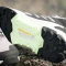 adidas Terrex AX4 Mid GTX preloved fig/grey three/green spark (Damen) Vorschaubild