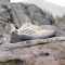 adidas Terrex Swift R3 GTX wonder beige/charcoal/semi spark (Herren) Vorschaubild