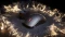 SteelSeries Sensei Pro Mini 8K Ultra Wideband Wireless, schwarz, USB Vorschaubild
