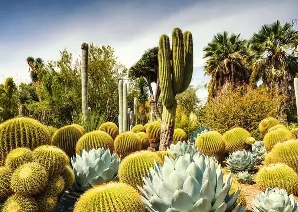 Ravensburger Puzzle The Huntington Desert Garden, California, USA