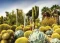 Ravensburger Puzzle The Huntington Desert Garden, California, USA Vorschaubild