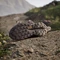 adidas Terrex Trailmaker 2.0 GTX earth strata/trace brown/chalky brown (Damen) Vorschaubild