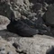 adidas Terrex Freehiker SL Gore-Tex core black/grey six (Herren) Vorschaubild