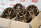 BBS CI-R Vorschaubild