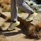 adidas Terrex Freehiker SL Gore-Tex dual yellow/ivory/gold rw (Damen) Vorschaubild