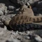 adidas Terrex Freehiker 3 Gore-Tex Mid khaki six/brown oxide/dark brown (Herren) Vorschaubild
