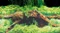 Hobby Fotorückwand Spring & Moss Vorschaubild