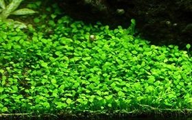 Tropica Wasserpflanze In-Vitro 1-2-Grow! Marsilea Crenata