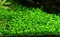 Tropica Wasserpflanze In-Vitro 1-2-Grow! Marsilea Crenata Vorschaubild