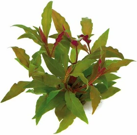 Dennerle Rotes Papageienblatt Alternanthera reineckii ROT getopft