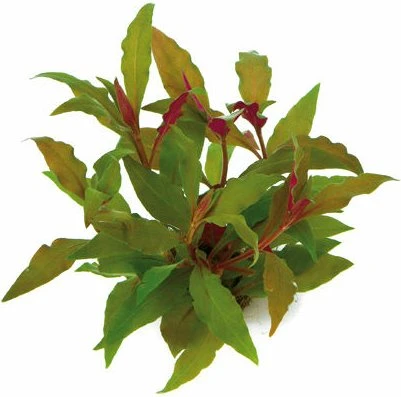 Dennerle Rotes Papageienblatt Alternanthera reineckii ROT getopft