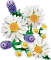 LEGO Botanicals - Gänseblümchen Vorschaubild