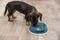 Trixie Slow Feeding Kunststoffnapf, stapelbar, Ø27cm, verschiedene Farben Vorschaubild