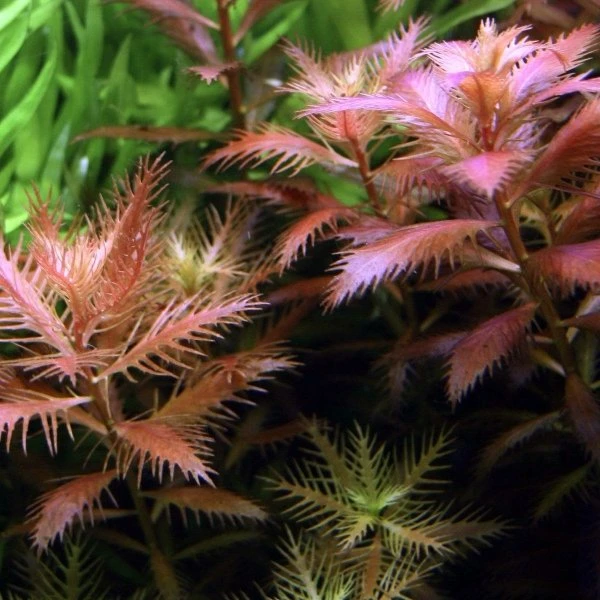 Tropica Proserpinaca palustris rotblättriges Kammblatt in Dose