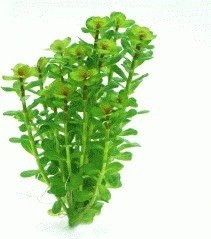 Dennerle Wasserpflanze In-Vitro R40 Rotala Indica