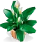 LEGO Botanicals - Friedenslilie Vorschaubild
