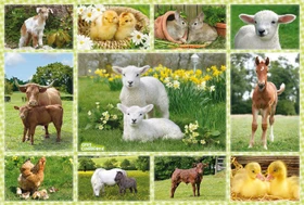 Schmidt Spiele Tierkinder auf dem Bauernhof