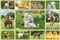 Schmidt Spiele Tierkinder auf dem Bauernhof Vorschaubild
